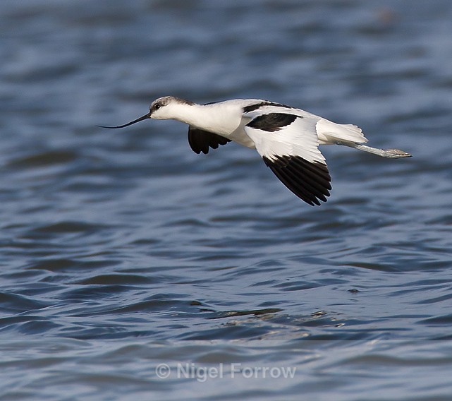 Avocet on landing approach to the lagoon at Brownsea Island - Avocet