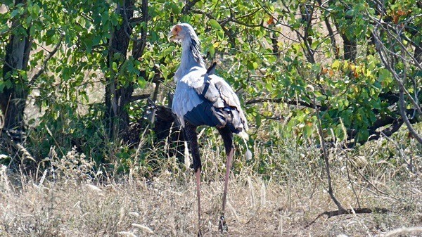 The Secretary Bird - SA - BIRDS & INSECTS