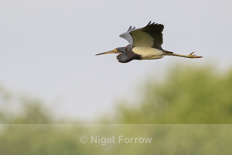 Tricolored Heron flying wings up, Harns Marsh, Florida - Tricolored Heron