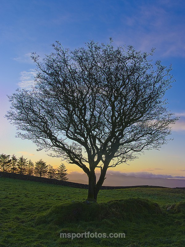 Fairy thorn at Windy Gap - Irelands landscapes
