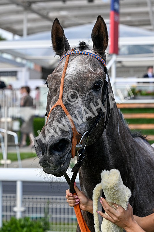 120626-Race 7-Say What You See-8617 - Race 7 17.18pm Event Traffic Control Handicap