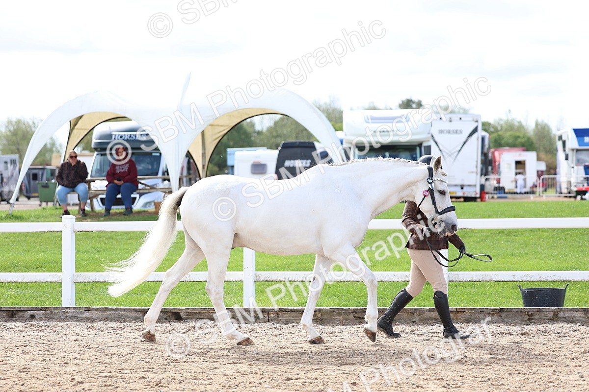 SBM_01896 - Class 18 - Handsomest Gelding - IH or Ridden