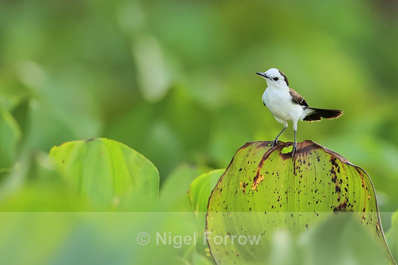 Black-backed Water-Tyrant on water hyacinth leaf, Mato Grosso, Brazil - Black-backed Water-Tyrant