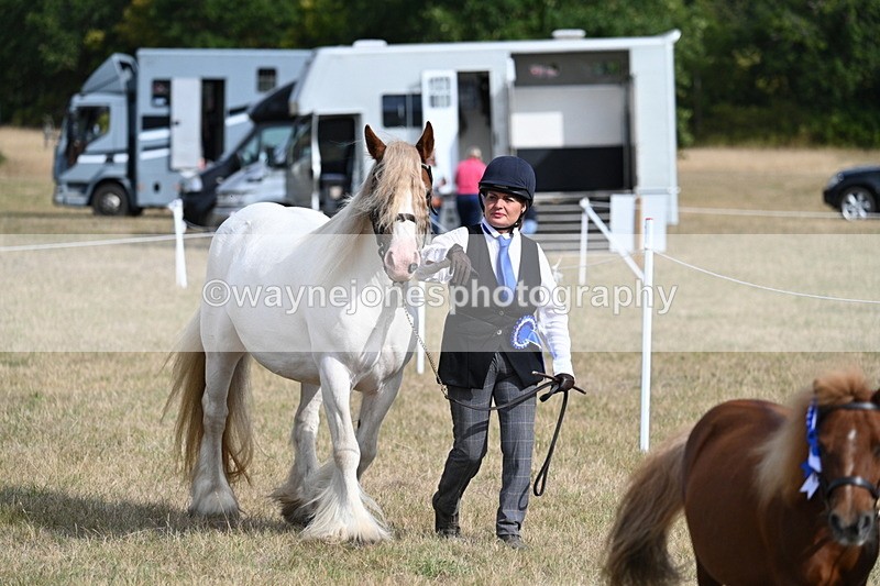 WJ7_8018 - In-hand Championship