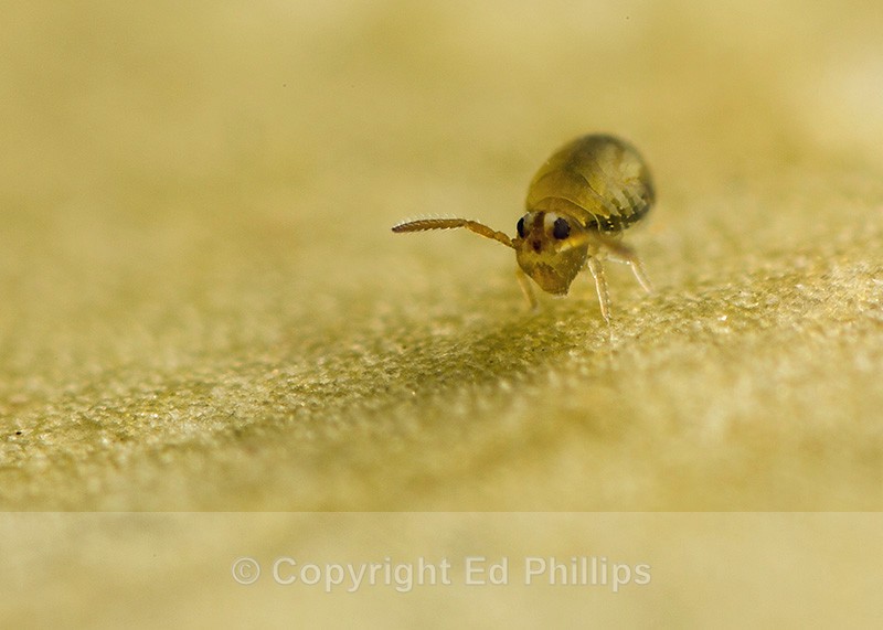 Sminthurinus aureus - Sminthurinus aureus