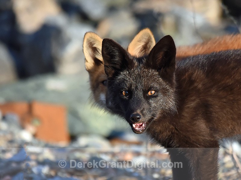 Silver Fox, Red Fox Kits Vulpes Vulpes - Mammals, Reptiles & Amphibians