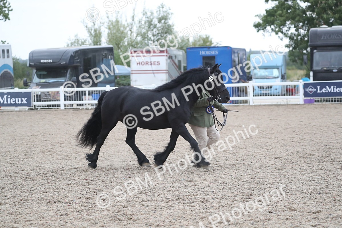 SBM_18019 - Class 317 IH Pure bred Horse/Pony