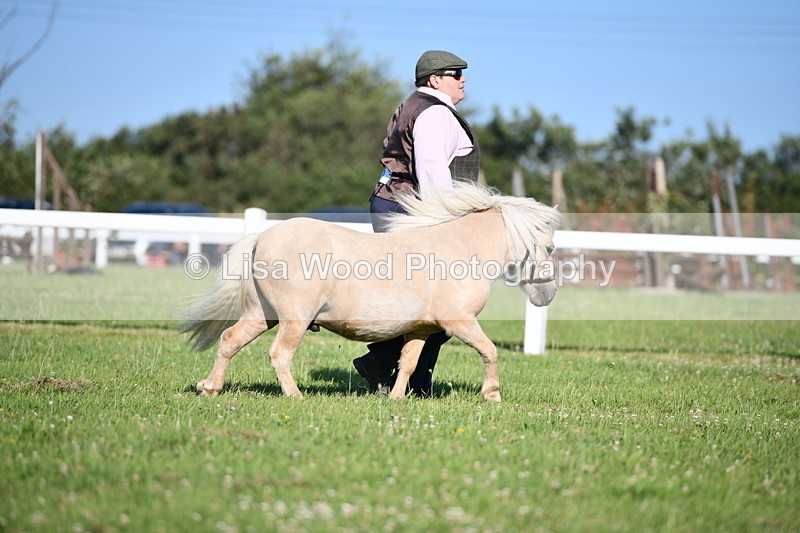 DSC_5441 - Class 49: NPS Shetland Youngstock