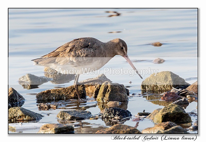 191229-7D-8E0A1607-Edit - Black Tailed Godwit