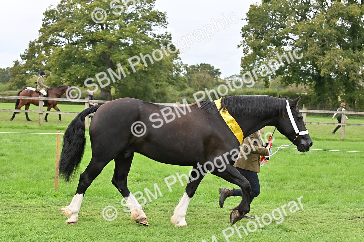 SBM_65074 - In Hand Pony & Younstock Supreme Championship