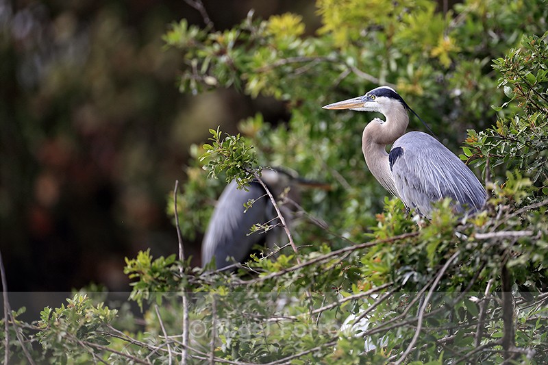 Great Blue Heron looks out, Venice Rookery, Florida - Great Blue Heron