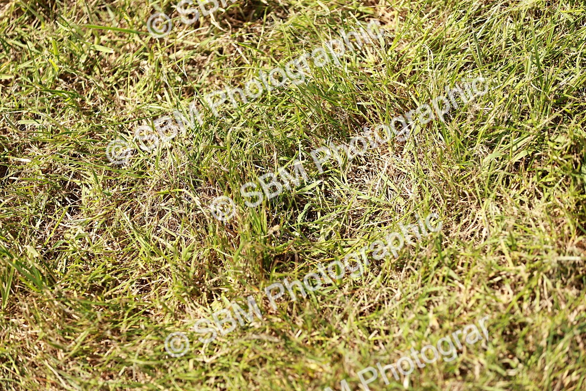 SBM_05598 - Class 41-45 - Riding Pony-Hunter Pony Breeding