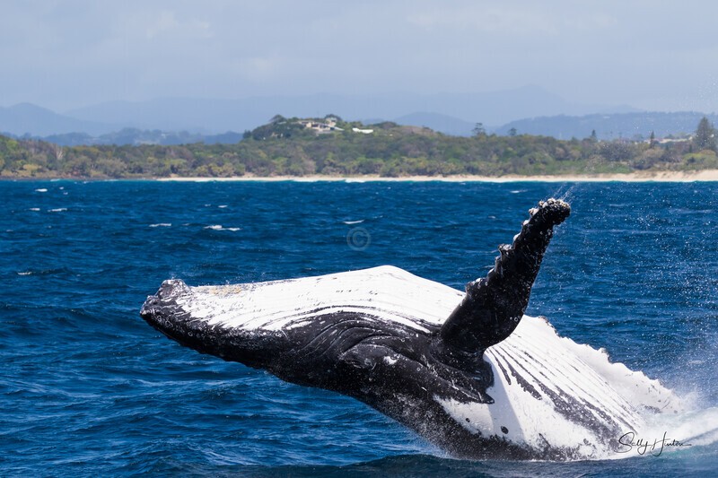 Fingal Breach 3 0A3A3883 - Humpback Whales