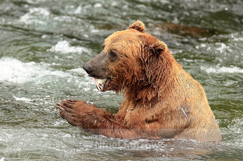Brown Bear with salmon head, Brooks Falls, Alaska - Brown Bear