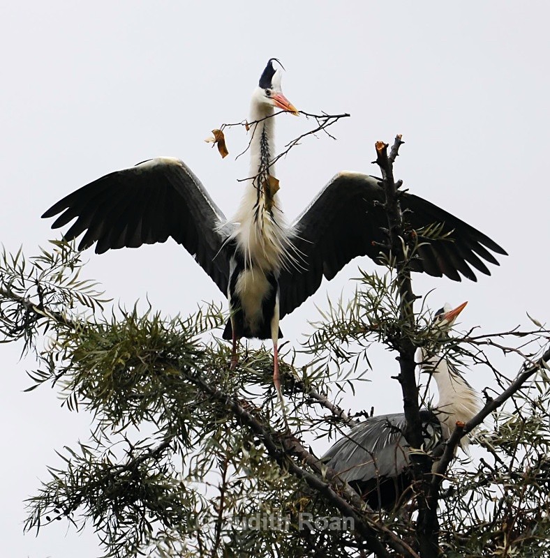 Grey Heron nest - South Africa Birds and Mammals