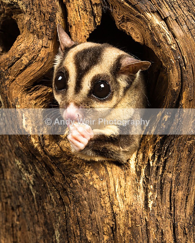 20140325-3K8A9501-2859 - Mammals