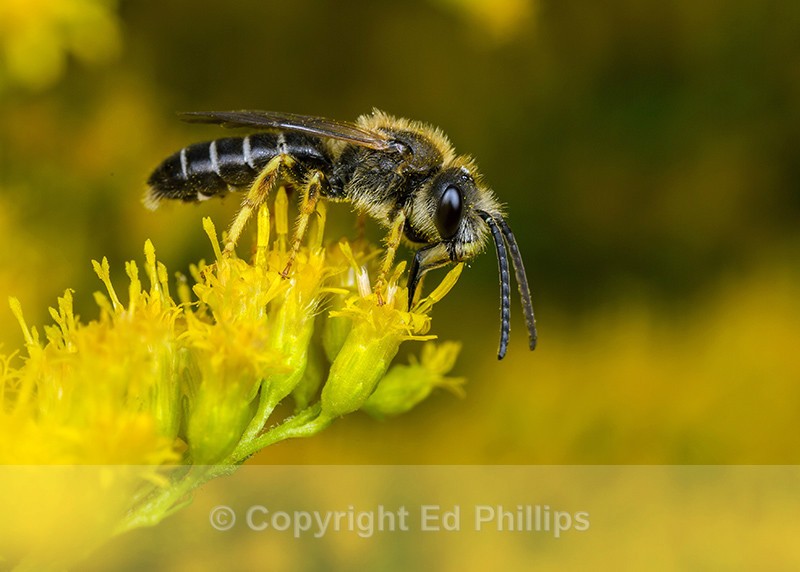 Halictus rubicundus (m) - Halictus rubicundus