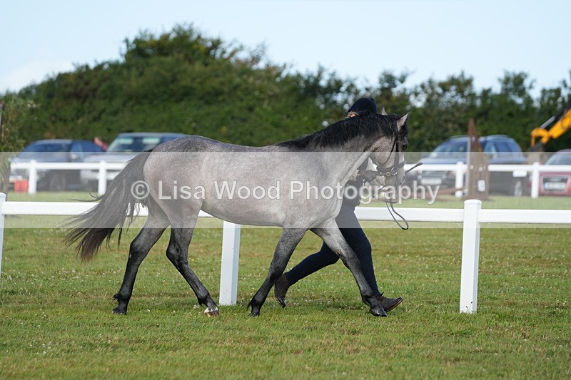 DSC04863 - Class 47: NPS M&M Yearling