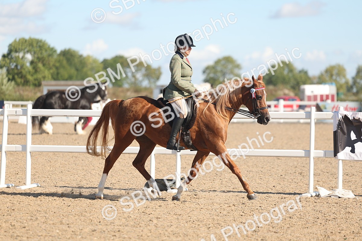SBM_12998 - Class 305 - Ridden Foreign Breed Pure Bred