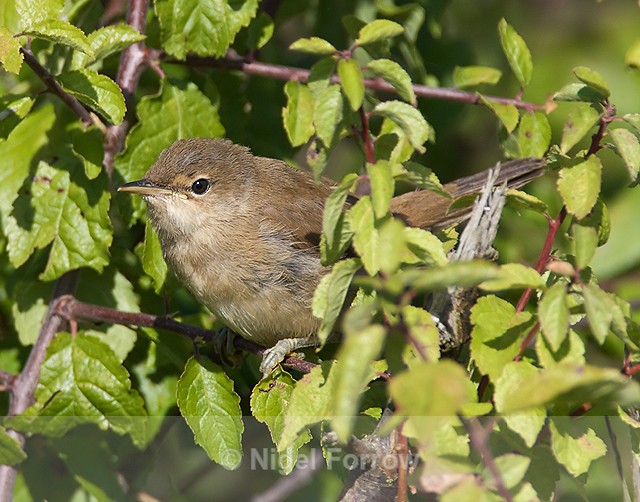 Reed Warbler perched in a bush at Otmoor - Reed Warbler