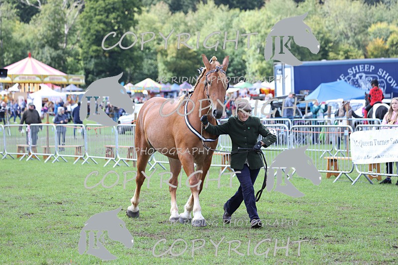 APP_3366 - Class 5 In Hand Championship