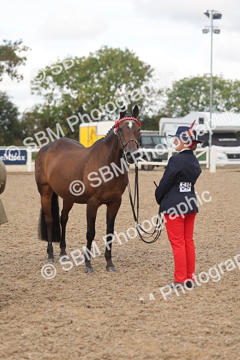 SBM_04366 - Class 17 - Prettiest Mare (IH or Ridden)