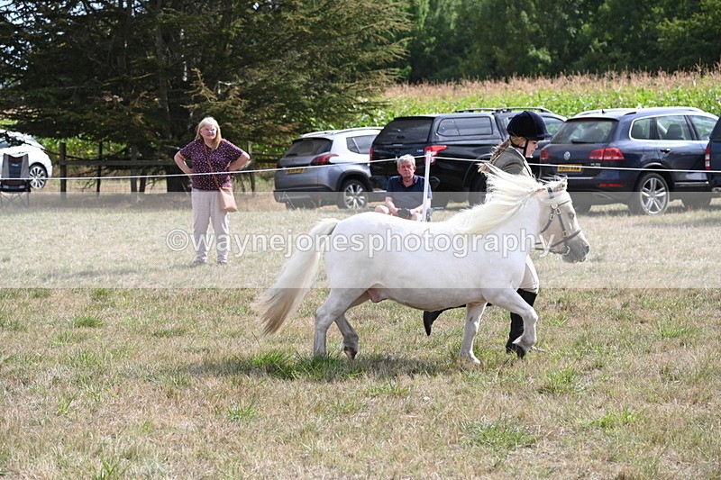 WJ6_6929 - Class 21 Shetland & Mini Horses