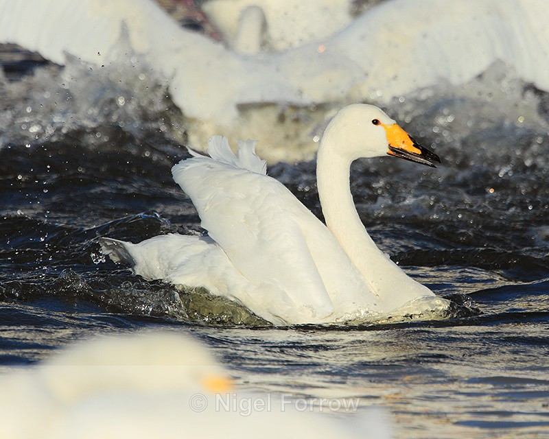 Whooper Swan lands on Tjörnin, Reykjavik, Iceland - Whooper Swan