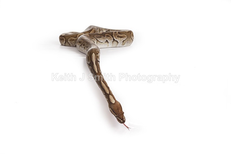 2SKJ8954 - Roaming Reptile Show. II