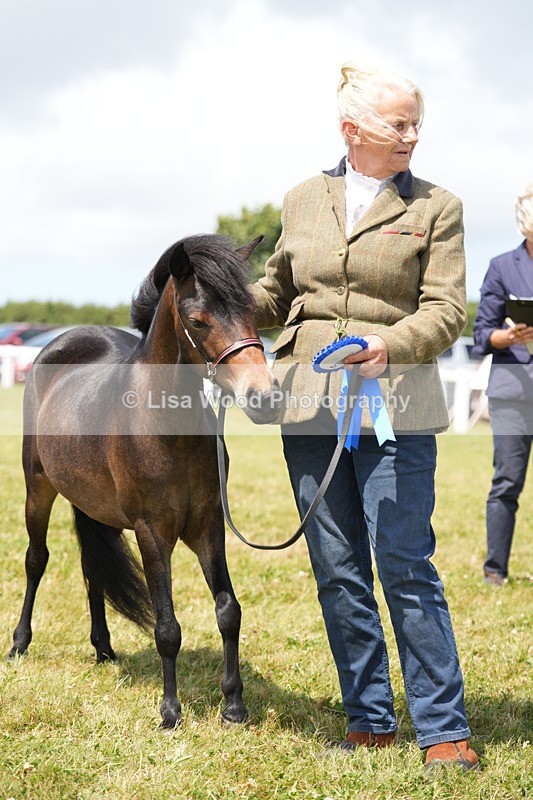 DSC06530 - Class 56: Miniature Horse 1, 2 & 3yr olds