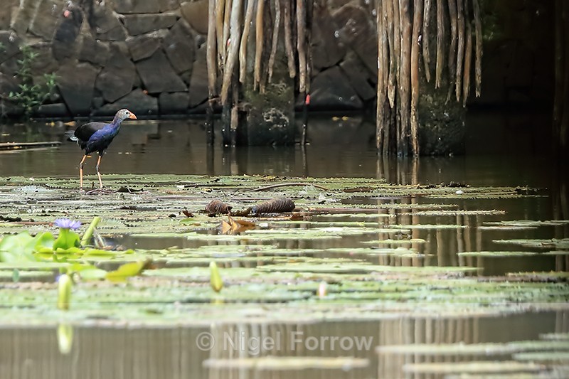 Purple Swamphen, Xeo Quyt, Vietnam - Purple Swamphen