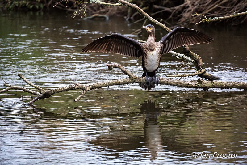 Cormorant with outstretched wings - Nature
