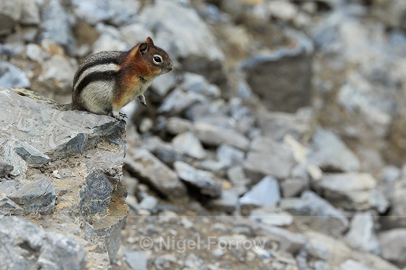 Golden-mantled Ground Squirrel sitting on a rock, Sulphur Mountain - Squirrel