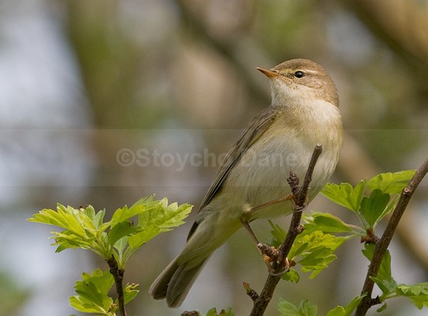 Willow Warbler - Wildlife