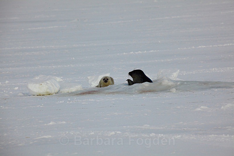 With Mum 0700 - First 6 weeks of a seal pup's life