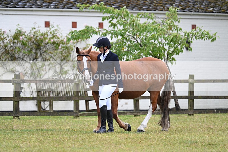 WJ7_6050 - Class 4a Prettiest Mare over 14hh