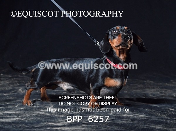 BPP_6257 - LESLEY GRANGER DOGS