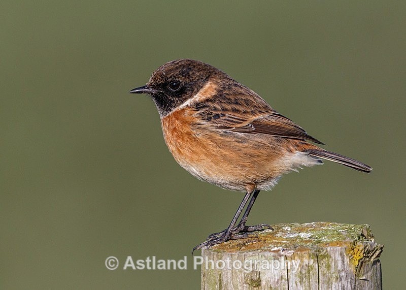 Astland Photography, Bird and Wildlife Images, Susan and Peter Wilson, U.K