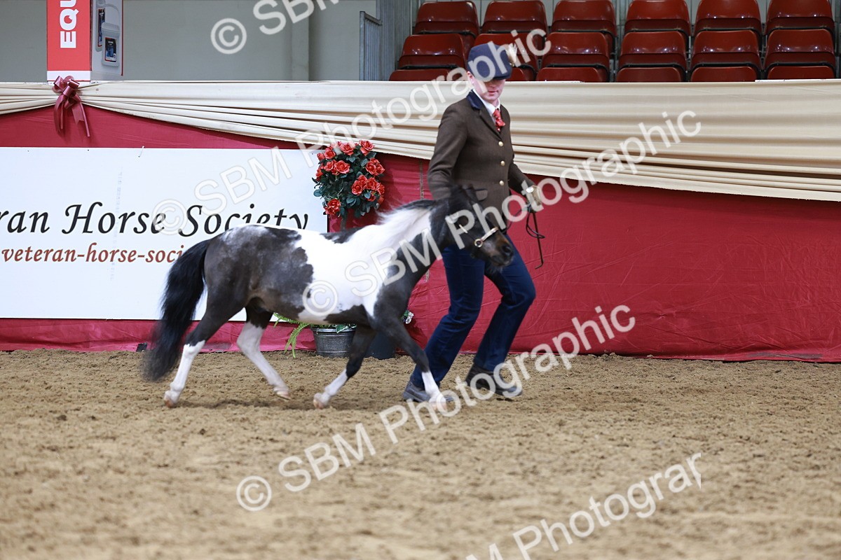 SBM_15730 - Class 110 - IH  Minature Horse