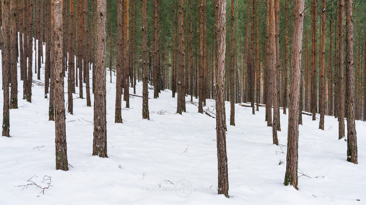 Cold Copiousness - WINTER