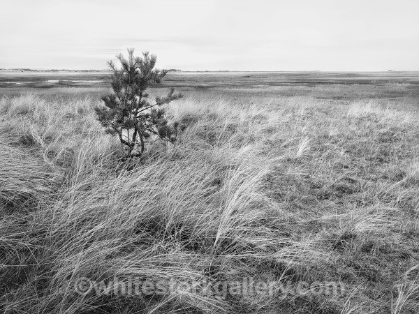 Salt Marshes, Culbin Forest - Nairn, Scottish Highlands -Zero Miles ( Black and White)