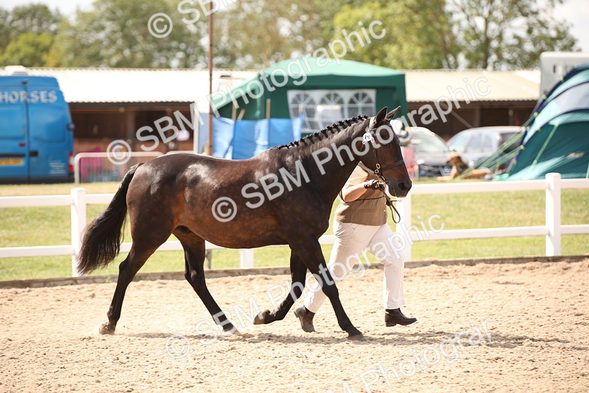 SBM_04538 - Class 20 IH Veteran