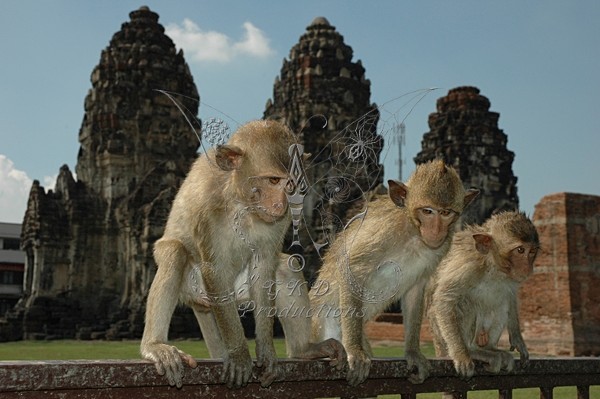 Macaque Monkeys - Thailand - ANIMALS