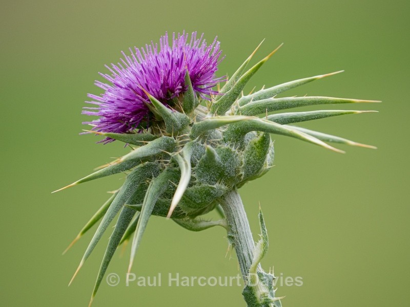 Head of milk thistle (Sylibum marianum) - Wild Flowers - 2