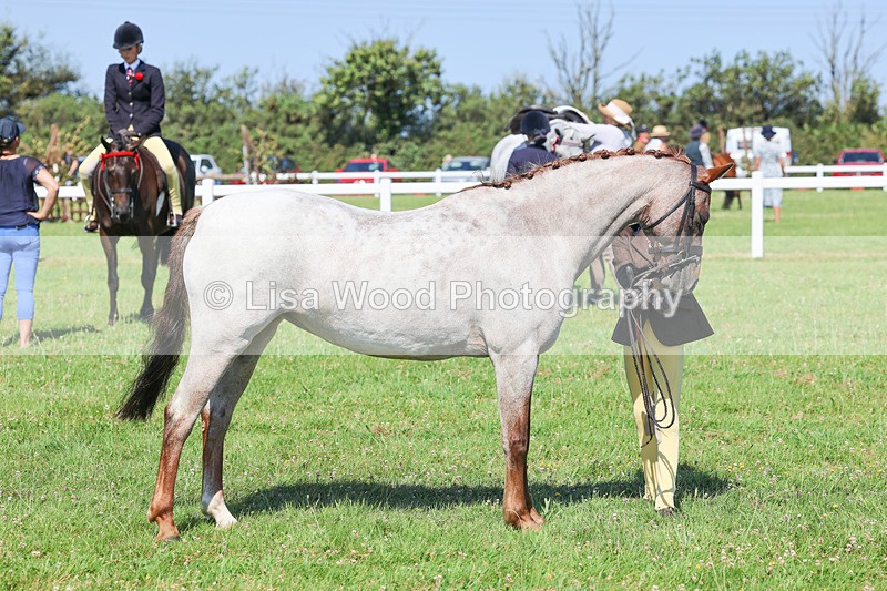 IMG_1961 - Class 33: Show Pony 148cm and under