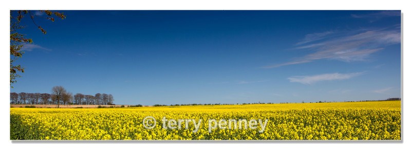 Yellow-and-Blue - England