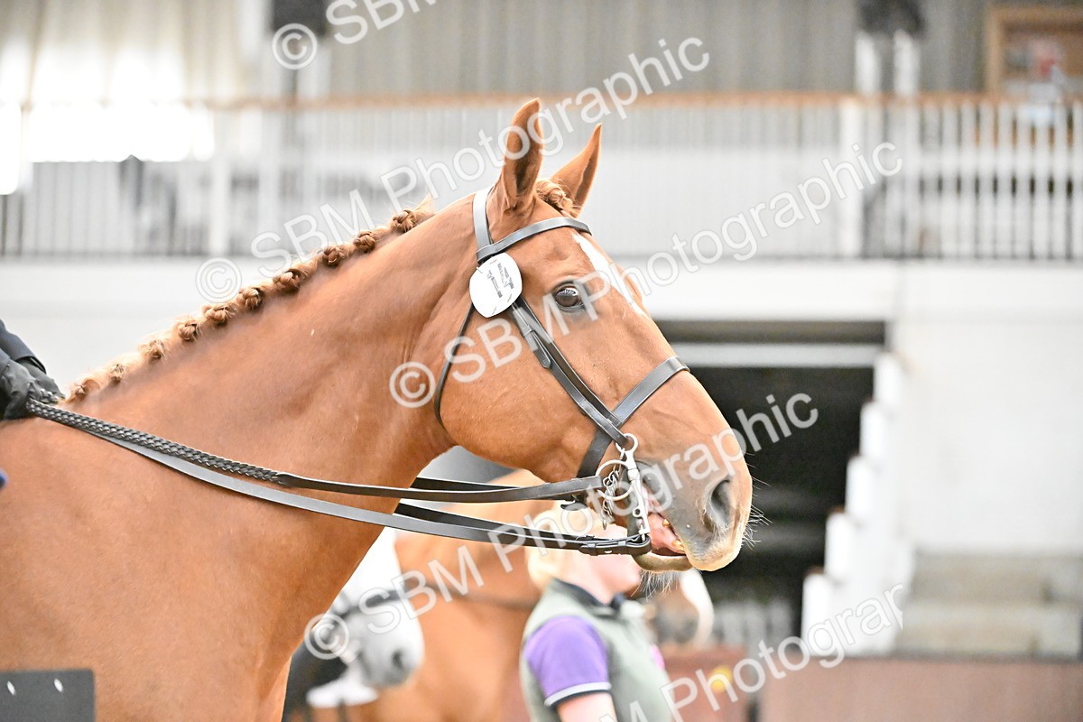 SBM_002727 - Ridden Showing Supreme Championships