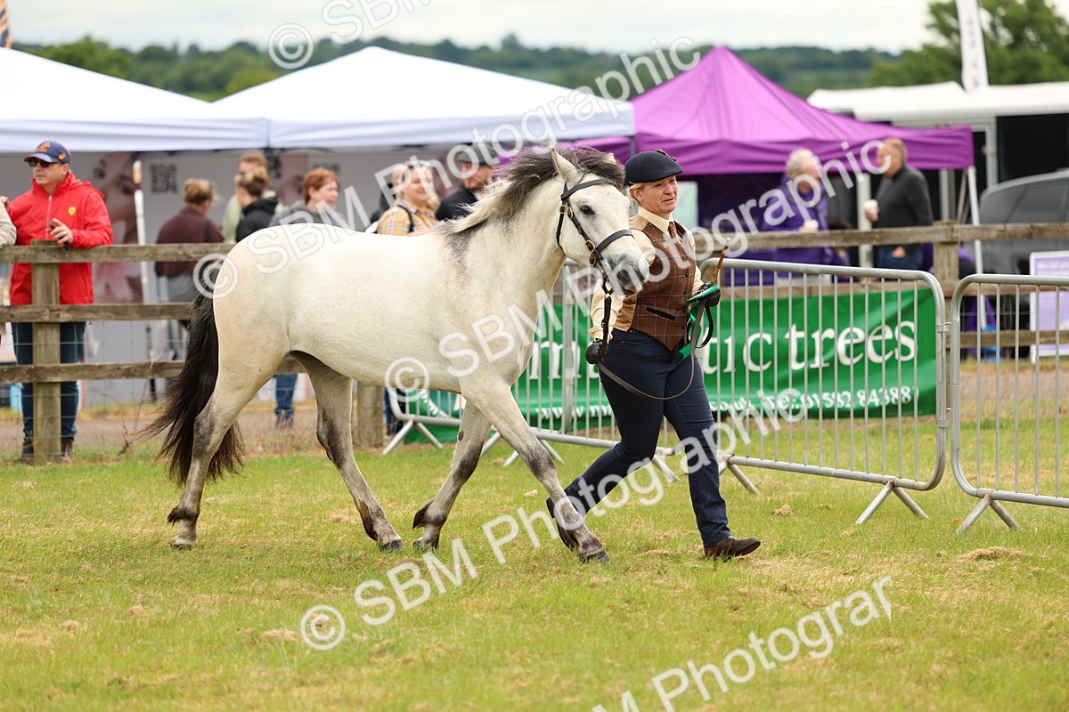 SBM_04156 - Class 64-67 - Shetland Pony In Hand