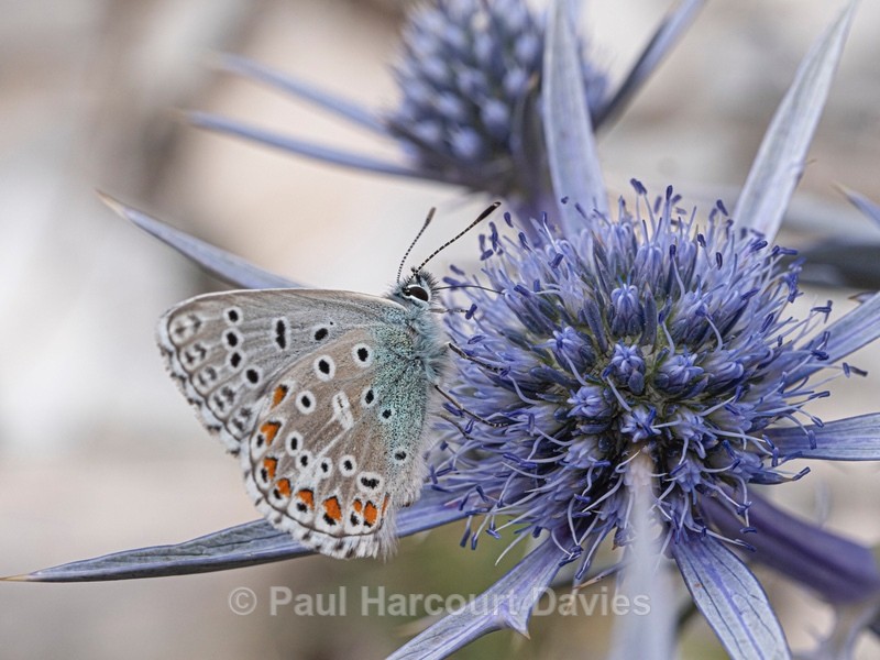 Common blue butterfly (Polyommatus icarus) feeding on nectar from the  Amethyst eryngo (Eryngium amethystinum) - Insects & Spiders &  other animals 2021