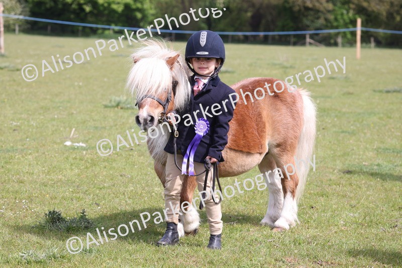 20260426-3164 - Class 26 - Shetland Ponies and Minitures